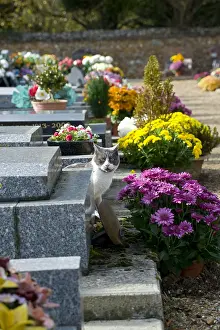 Hotpots: Cat and chrysanthemums in a cemetery at All Saint's Day