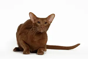 Cinnamon: Cat - Cinnamon Oriental