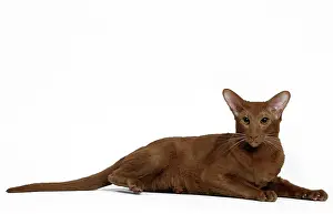 Cinnamon: Cat - Cinnamon Oriental