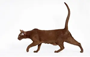 Cinnamon: Cat - Cinnamon Oriental