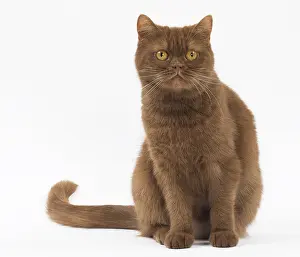 Folds: Cat Cinnamon Scottish Fold with straight ears