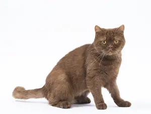 Folds: Cat Cinnamon Scottish Fold with straight ears