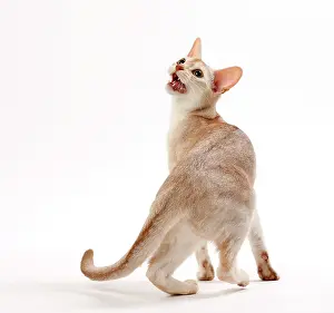 Ticked: Cat