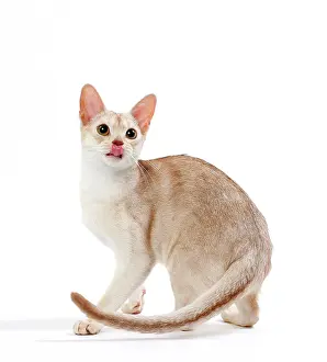Ticked: Cat