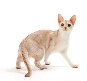 Ticked: Cat