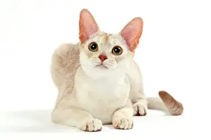 Ticked: Cat