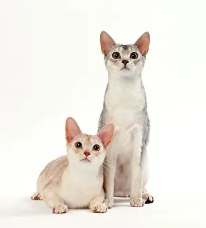 Ticked: Cat