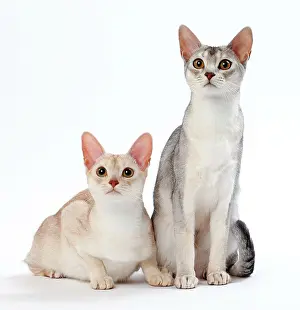 Ticked: Cat