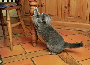 Unhygenic: CAT. clawing furniture