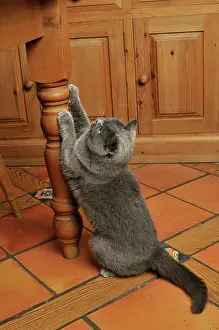 Unhygenic: CAT. clawing furniture