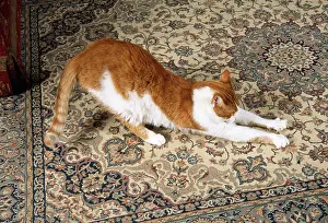 Carpets: CAT - clawing / scratching carpet in house