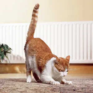 Carpets: CAT - Clawing / scratching at carpet inside house