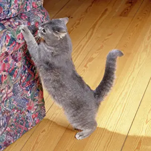 Clawing: Cat - clawing / scratching furniture inside house