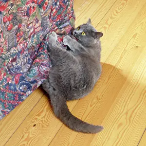 Clawing: Cat - clawing / scratching furniture inside house