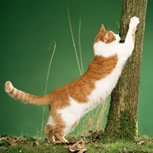 Clawing: Cat - clawing at tree, using as scratching post