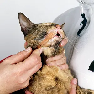 Dental: CAT - Cleaning a cat's teeth