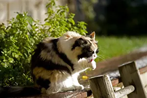 Borders: Cat cleaning itself in a garden france