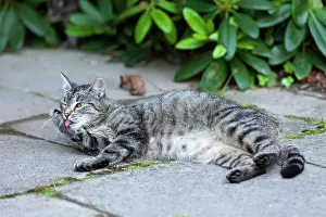 Groom: Cat - cleaning itself outdoors