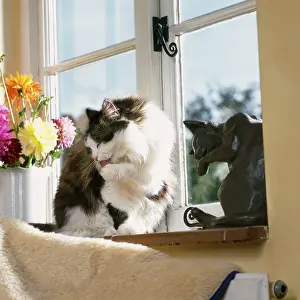 Windowsill: Cat - cleaning itself on windowsill