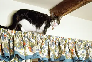 Curtains: Cat - climbing up curtains in house