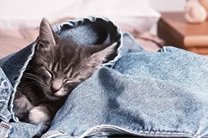 Asleep: CAT - close-up of head of Kitten asleep in jeans