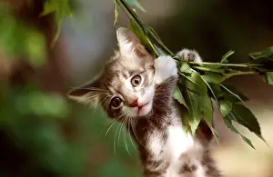 Frederic Rolland: CAT - close-up of kitten clinging on branch