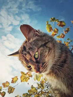 Tomcat: Cat close up view. Cute brown striped kitten over