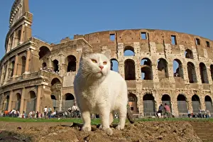 Colosseum: Cat - in front of the Colosseum