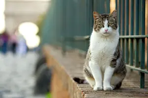 Colosseum: Cat at Colosseum