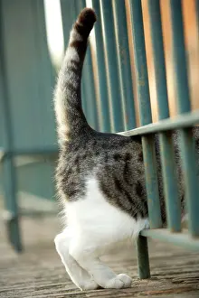 Colosseum: Cat at Colosseum