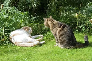 Neighbouring: Cat - confrontation between two neighbouring domestic cats