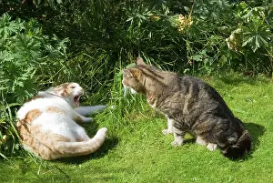 Neighbouring: Cat - confrontation between two neighbouring domestic cats