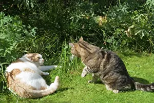 Neighbouring: Cat - confrontation between two neighbouring domestic cats