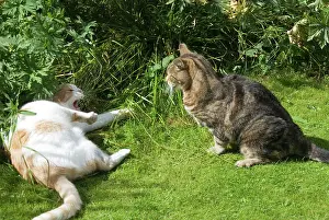 Neighbouring: Cat - confrontation between two neighbouring domestic cats