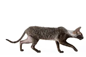 Prowl: Cat - Cornish Rex