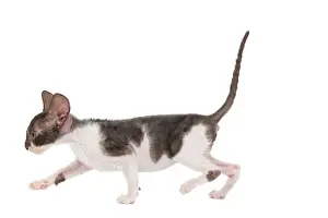 Prowl: Cat - Cornish Rex