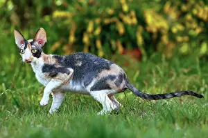 Startled: Cat - Cornish Rex