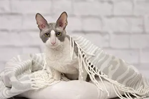 Rexs: Cat Cornish Rex
