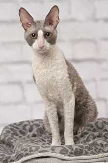 Rexs: Cat Cornish Rex