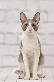 Rexs: Cat Cornish Rex