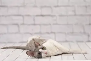 Rexs: Cat Cornish Rex