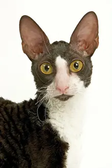 Bicolour: Cat - Cornish Rex bicolour black and white in studio