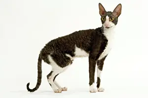 Bicolour: Cat - Cornish Rex - bicolour black & white in studio