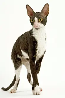 Bicolour: Cat - Cornish Rex - bicolour black & white in studio