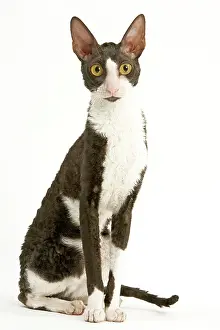 Bicolour: Cat - Cornish Rex - bicolour black & white in studio