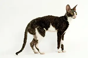 Bicolour: Cat - Cornish Rex, Black & White shorthair Bicolour