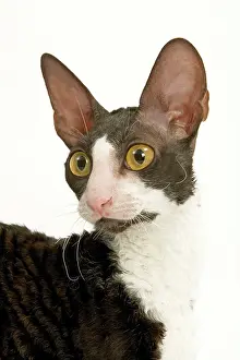 Bicolour: Cat - Cornish Rex, Black & White shorthair Bicolour