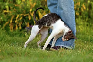 Greet: Cat - Cornish Rex - rubbing against owners leg