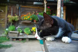 Latvia: Cat on countryside house terrace Latvia