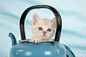 Teapot: Cat - Cream Asian kitten in teapot
